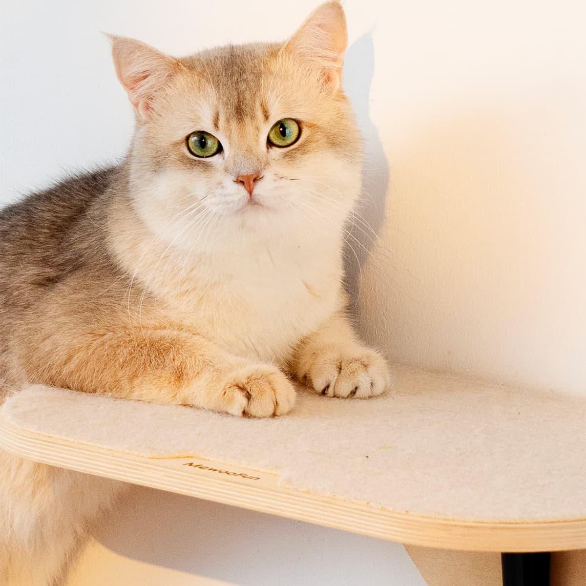 Bushwick Cat Wall Shelves 3 Piece Set